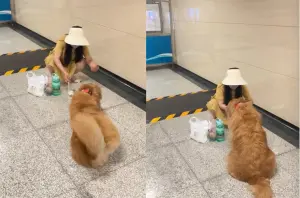 ▲狗狗一看到主人把包子拿出來之後,立刻就從賴在地上彈起來坐好,讓路人全部笑翻。(圖/Tik Tok) ▲狗狗一看到主人把包子拿出來之後,立刻就從賴在地上彈起來坐好,讓路人全部笑翻。(圖/Tik Tok)