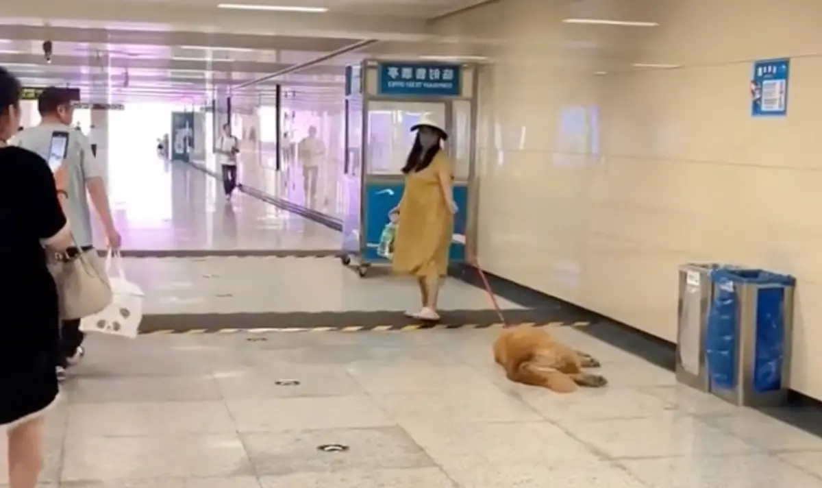 ▲一名婦人養了一隻黃金獵犬，結果仔細一看該名婦人雖然有掛牽繩，但卻是用「拖行」的方式前進。（圖/Tik Tok）