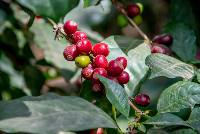 ▲瓜地馬拉的咖啡豆和夏威夷豆遭中國禁止入境。（圖／美聯社／達志影像）