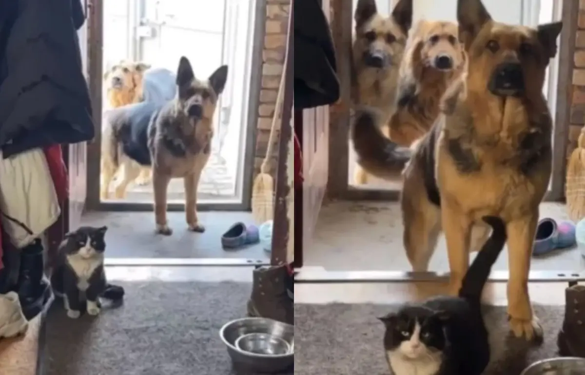 ▲三隻黃色大狗外出玩耍之後，回來順便帶了一隻流浪貓，真誠眼神懇求主人收編，相當的可愛。（圖/Tik Tok）