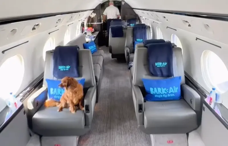 ▲美國寵物品牌BARK，歷經數年的規劃與籌備，終於開創了「BARK Air」，一個專屬於狗狗的航空公司。（圖／IG＠BARK Air）