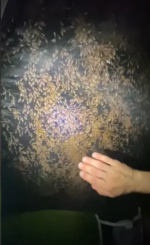 ▲即使用手拍打帳篷,白蟻大軍仍無動於衷。(圖/翻攝畫面) ▲即使用手拍打帳篷,白蟻大軍仍無動於衷。(圖/翻攝畫面)