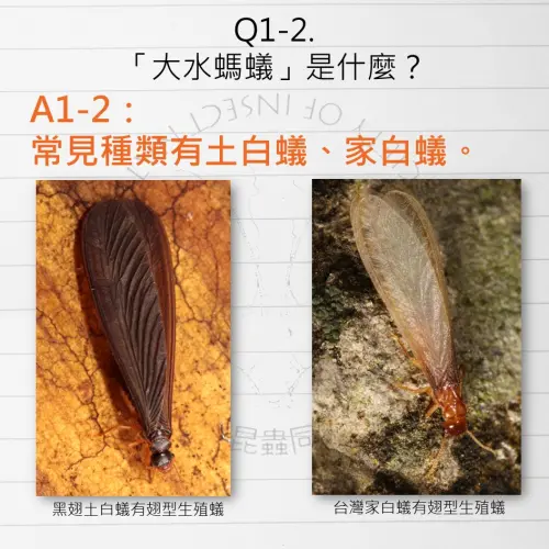 ▲白蟻種類。(圖/取自「臺灣昆蟲同好會」粉專) ▲白蟻種類。(圖/取自「臺灣昆蟲同好會」粉專)