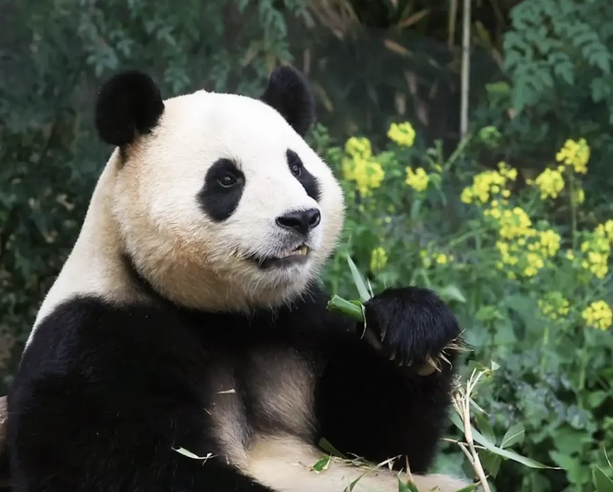 ▲大貓熊福寶今年4月返回中國，近期卻被爆出居住環境不佳、被移到繁殖場打黑工「接客」等傳言，引起南韓網友眾怒。（圖／翻攝自愛寶樂園IG）