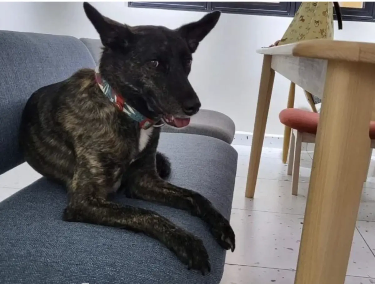 ▲馬來西亞一名女實習生被雇主家養的狗咬傷，經過手術、住院後才復原。圖為咬人的狗。（圖／翻攝自星洲網）