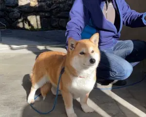 ▲日本過去也有網友曬出柴犬以及柯基混種狗狗,還開玩笑稱自家狗狗「身材比例有點怪」。(圖/X@CPuqk6) ▲日本過去也有網友曬出柴犬以及柯基混種狗狗,還開玩笑稱自家狗狗「身材比例有點怪」。(圖/X@CPuqk6)