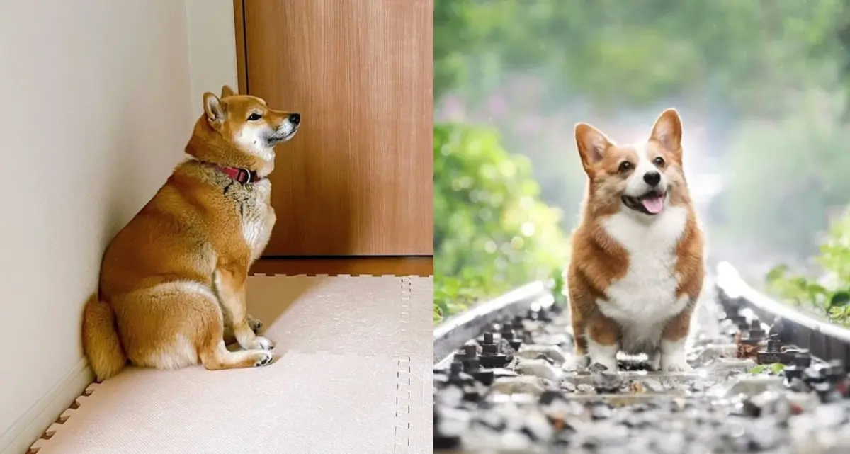 ▲看過柴犬也看過柯基，但你看過牠們交配生下來的小狗嗎？（示意圖/IG@shibashiba_koharu/pixabay）