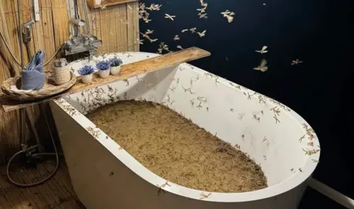 ▲民眾前往清邁山區旅遊，入住能露天泡澡的完美房型，沒想到晚上卻變成「白蟻濃湯」。（圖／翻攝Dhiwa臉書）