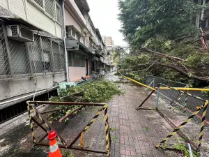 雨彈來襲！北市北科大20公尺路樹突倒塌　路過學生慘遭砸傷
