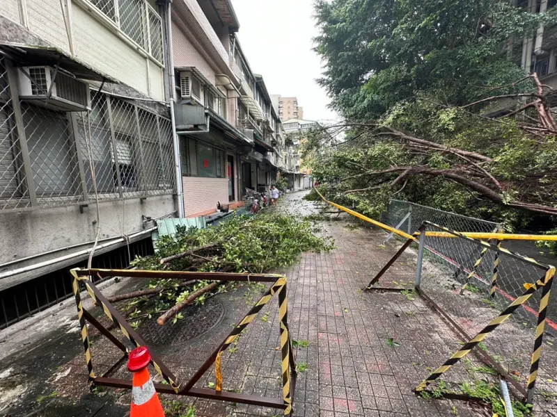 ▲台北科技大學今天傳出意外事件，一名學生經過校園圍牆旁時，突然遭倒塌路樹砸中。（圖／翻攝畫面）