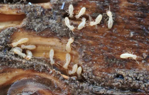 ▲白蟻最常在雨天交配、築巢，而且蟻后能「日產萬卵」，繁衍能力極強，只要進入家中，後患無窮。（圖／取自PhotoAC）