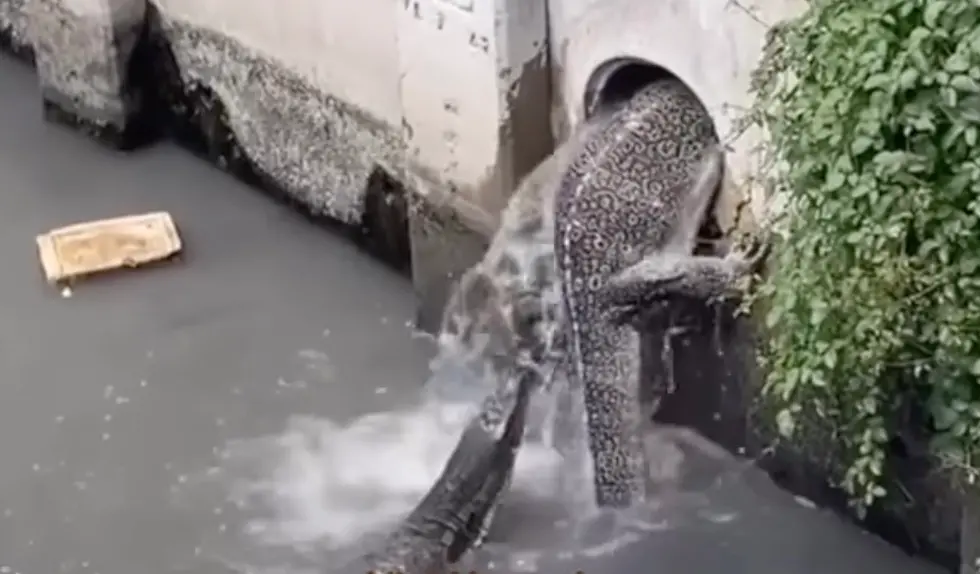 ▲好幾隻「縮小版哥吉拉」正在排隊等待鑽入排水孔，畫面震撼許多台灣網友。（圖／翻攝臉書泰國清邁象）