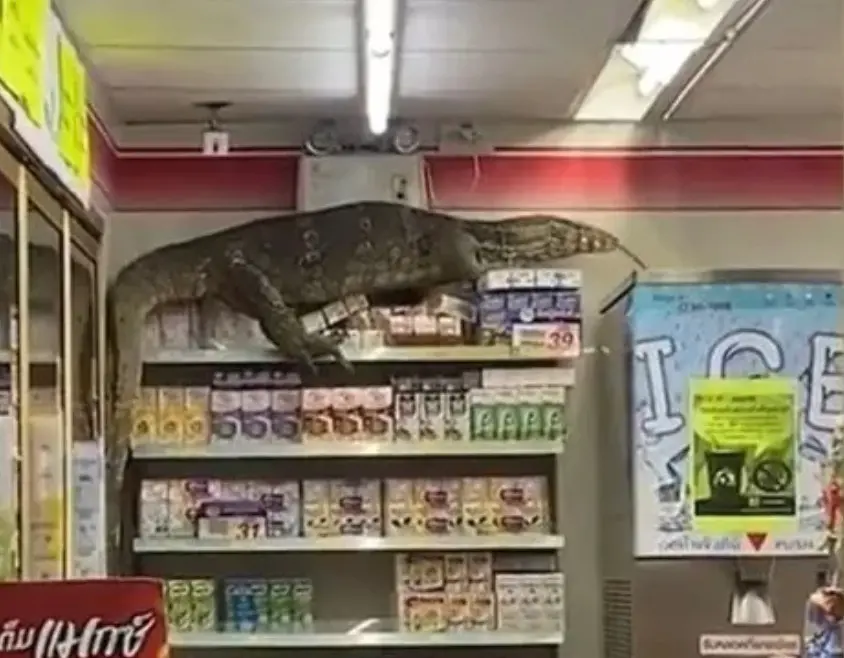 ▲澤巨蜥野外種群數量超過1000萬，在東南亞各國常看到牠們闖入人類居住的區域。（圖／翻攝X）