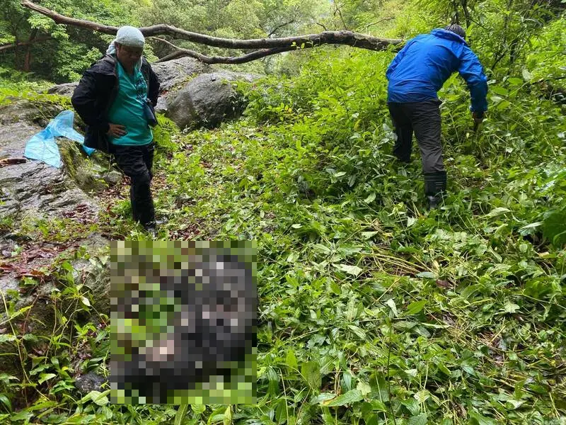 台灣黑熊中彈亡！陳屍3天被巡查員尋獲　玉管處：不排除盜獵可能