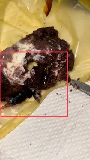 ▲不慎吃到蟑螂蛋糕,已經在當事人心中留下陰影。(圖/翻攝綠豆嘉義人臉書) ▲不慎吃到蟑螂蛋糕,已經在當事人心中留下陰影。(圖/翻攝綠豆嘉義人臉書)