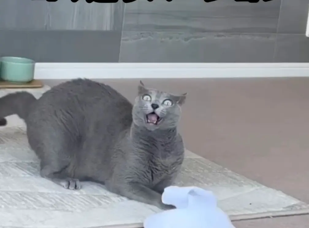 ▲日本就有一隻貓咪，因為聞了爸爸的臭襪子，下秒「瞪大雙眼」暴衝跑走而爆紅。（圖／翻攝＠belle_0920_belle）