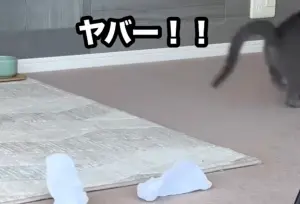 ▲獸醫師認為,貝兒聞完襪子後奔跑,是因為按耐不住興奮而出現的行為。(圖/翻攝@belle_0920_belle) ▲獸醫師認為,貝兒聞完襪子後奔跑,是因為按耐不住興奮而出現的行為。(圖/翻攝@belle_0920_belle)