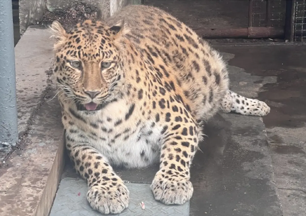 ▲中國四川攀枝花動物園一隻金錢豹身材非常圓潤，神似迪士尼電影《動物方程式》中的豹警官，原本牠今年3月要執行減肥計劃，2個月後卻宣告失敗。（圖／翻攝自微博）