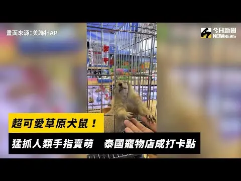 超可愛草原犬鼠！猛抓人類手指賣萌　泰國寵物店成打卡點｜NOWnews