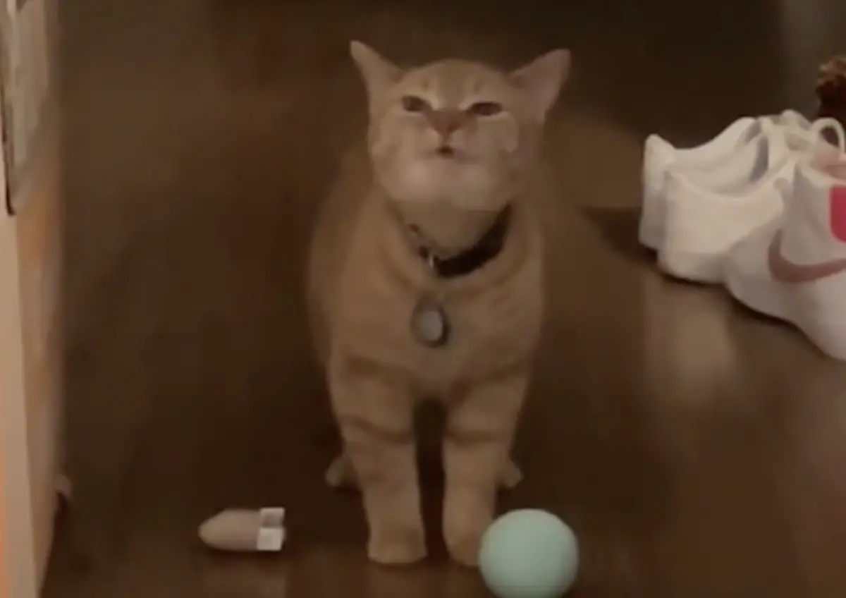 ▲迷因貓咪卡拉（Cala）今年4月因歌曲〈I Go Meow〉爆紅，30日卻傳出離世消息，引起大批網友不捨。（圖／翻攝自TikTok）