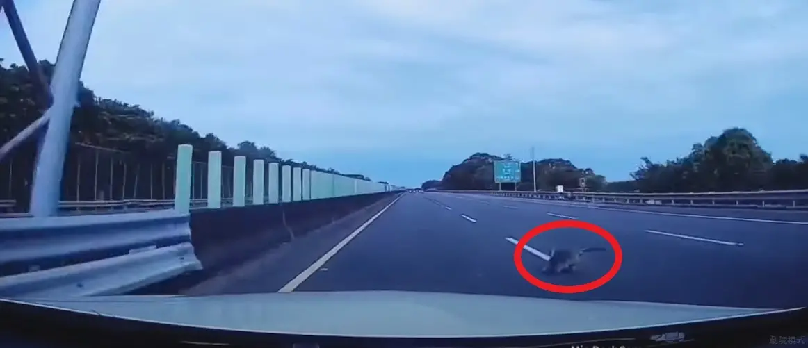 ▲民眾開車沿國道3號內側車道行駛，但經過斗六路段時，突然發現有隻猴子從路邊竄出。（圖／翻攝畫面）