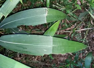 「颱風草」出現1摺！眾驚：能預測今年襲台數量　多功能用途曝光
