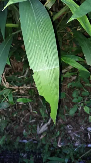 ▲颱風草的真實名稱為「棕葉狗尾草」，又俗稱風動草、風動草、龍船草、大風草。（圖／翻攝北北基桃生活圈臉書粉專）