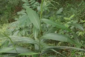 ▲颱風草甚至能入藥，包含嫩筍可生食，莖葉則在早期被用於治療關節炎地下莖治食慾不振，嫩芽治發育不良等。（圖／翻攝北北基桃生活圈臉書粉專）