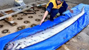4.5公尺「地震魚」出現！當地人稱天災前兆　被沖上越南海灘
