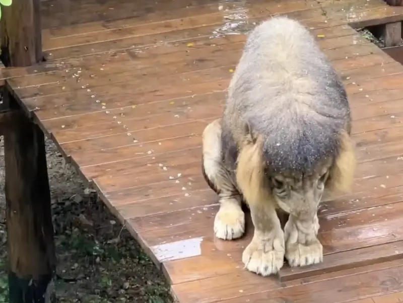 被老婆趕出去？非洲獅「雨中罰站」低頭懺悔　壽山動物園笑曝真相