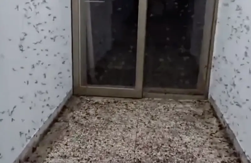 ▲新竹市清華大學男生宿舍「禮齋」近日遭到巨量大水螞蟻入侵，有學生拍下整間宿舍蟲群飛舞的畫面。（圖／翻攝自Threads）