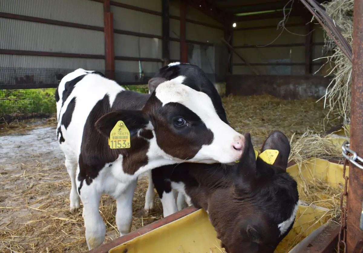 ▲動物網紅「乳牛界濱邊美波」突然爆紅，眾人紛紛被小乳牛的美貌震撼，吸引超過10萬人按讚朝聖。（圖／取自X）