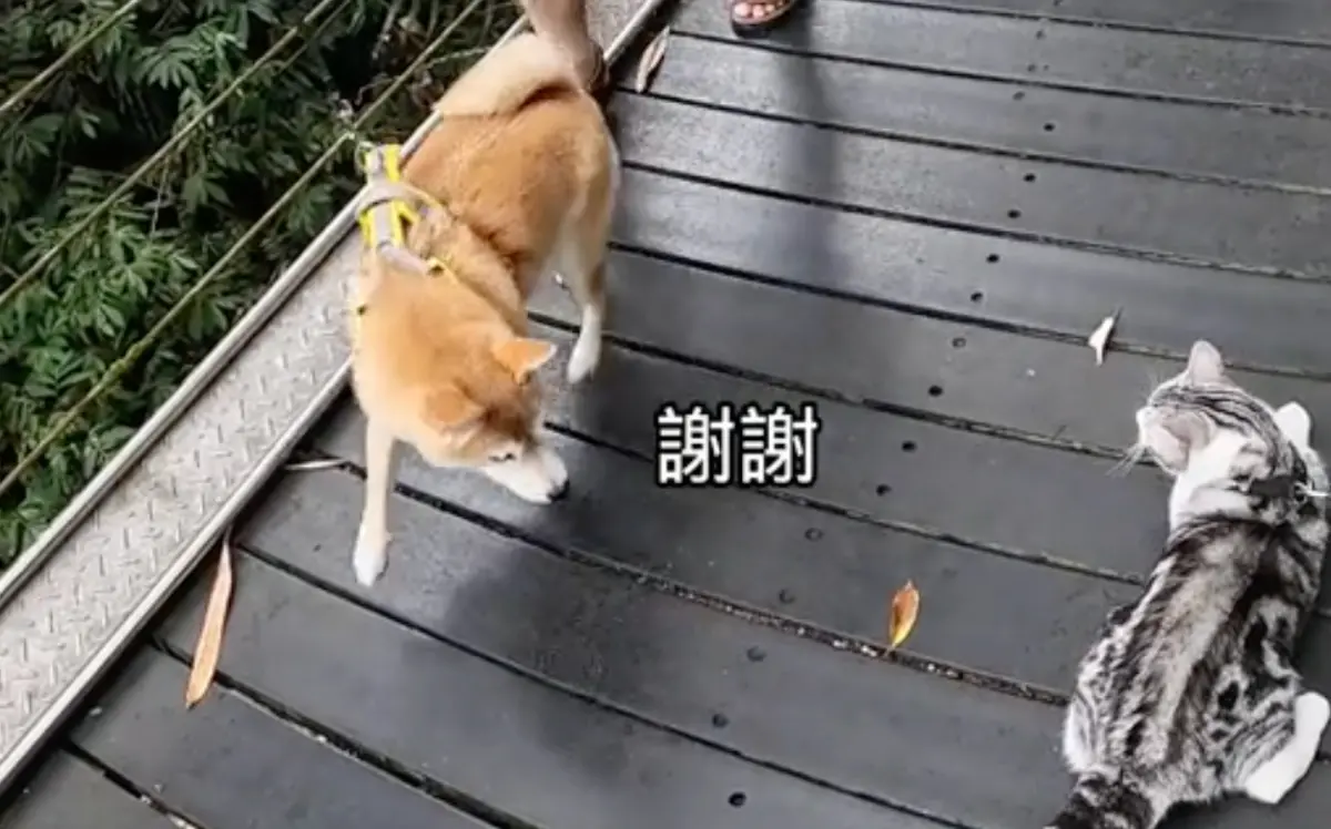 ▲一隻名為「摸摸」的英國短毛貓近日在社群掀起話題，與柴犬大學長會車影片引起貓奴熱烈討論。（圖/Tik Tok@immuomuo_0503）