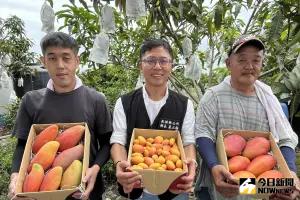 屏東高樹鄉無毒芒果　果肉細緻品質優良
