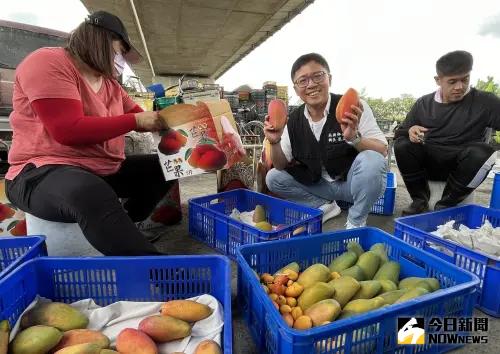 ▲今年由於氣候異常，芒果落果嚴重產量減半，果農堅持「在欉黃」自然熟成。（圖／記者莊全成攝，2024.06.04）