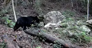 萌翻!黑熊、石虎台中和平部落當鄰居 山羊也帶小孩來了 ▲臺中市和平區南勢部落人人守護山林協會的紅外線自動相機。捕捉到黑熊身影。(圖/林業署台中分署提供,2024.06.04)