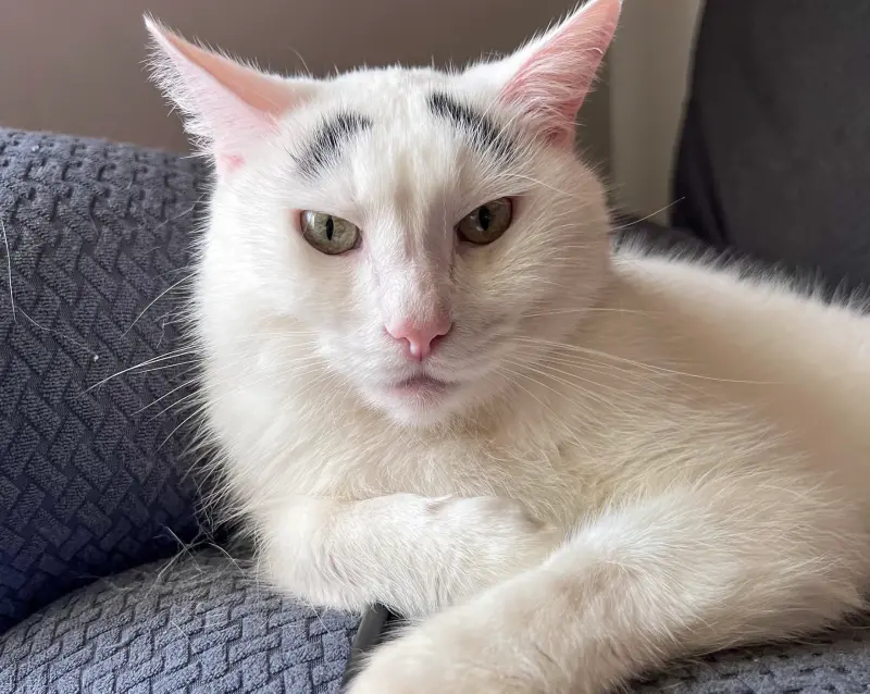 貓咪界蠟筆小新找到了！白貓長出「超濃粗眉毛」　反差日常曝光