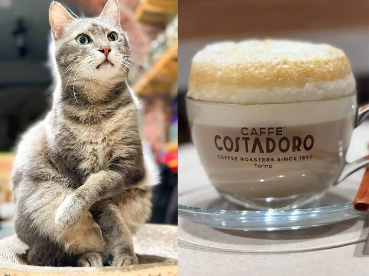 ▲台中美食｜咖啡版本的深夜食堂！台中不限時咖啡廳推薦——黝脈咖啡