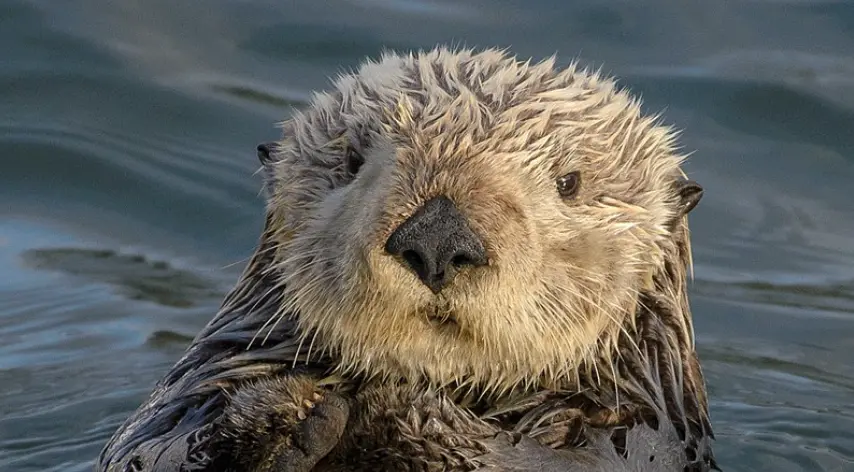 ▲泰國一隻剛出生不久的小水獺因為太依戀飼育員，意外成為網路焦點。（示意圖／翻攝自X）
