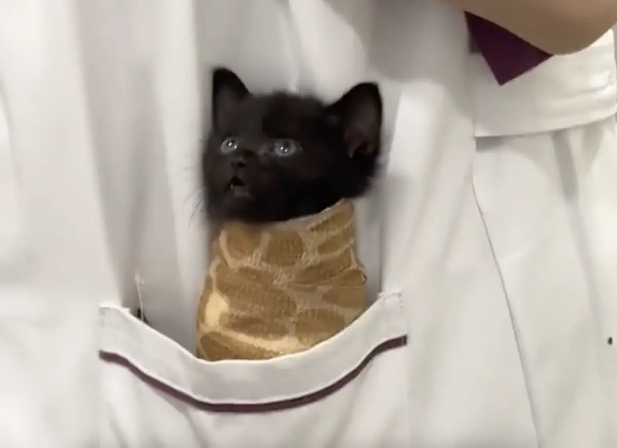 ▲小黑貓除蟲後身上被纏滿繃帶，放到獸醫姊姊的醫袍裡一起看診，就像迷你「貓克風」一般。（圖／翻攝自小紅書）