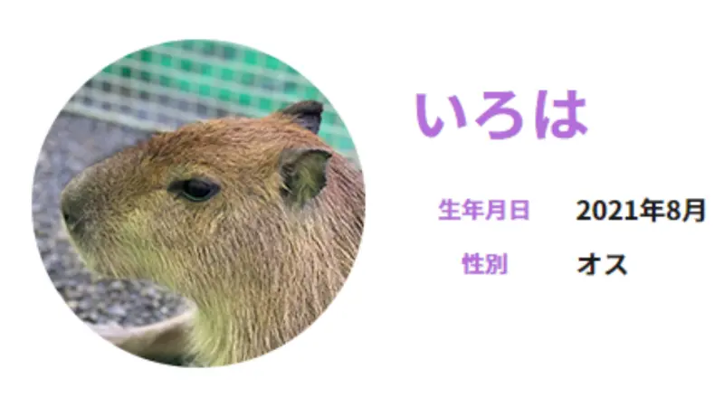 ▲日本栃木縣日光市一處動物園，6日發生水豚出逃事件。圖為逃走的水豚「伊呂波」。（圖／翻攝自日光猴子軍團動物園官網）