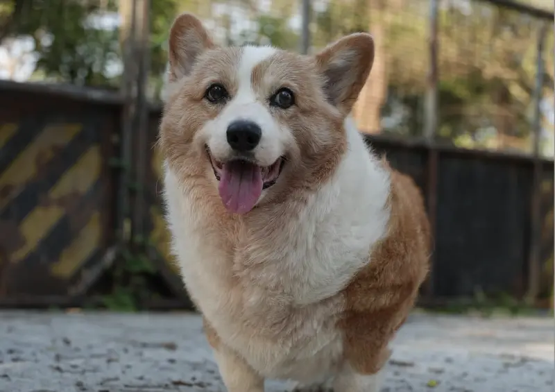 「連環泡有芒果」網紅柯基犬酒酒睡夢中離世！主人不捨曬生前身影