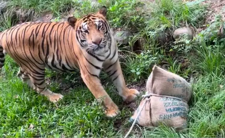 ▲泰國清邁有72隻老虎暴斃，死因仍成謎。（示意圖／翻攝自臉書）