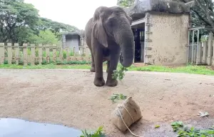 ▲非洲草原象「阿里」也是不愛粽子派。（圖／翻攝壽山動物園臉書）