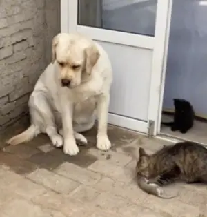 ▲ ▲