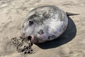 美海灘赫見稀有超巨「騙子翻車魚」！專家也驚：應只在南半球活動
