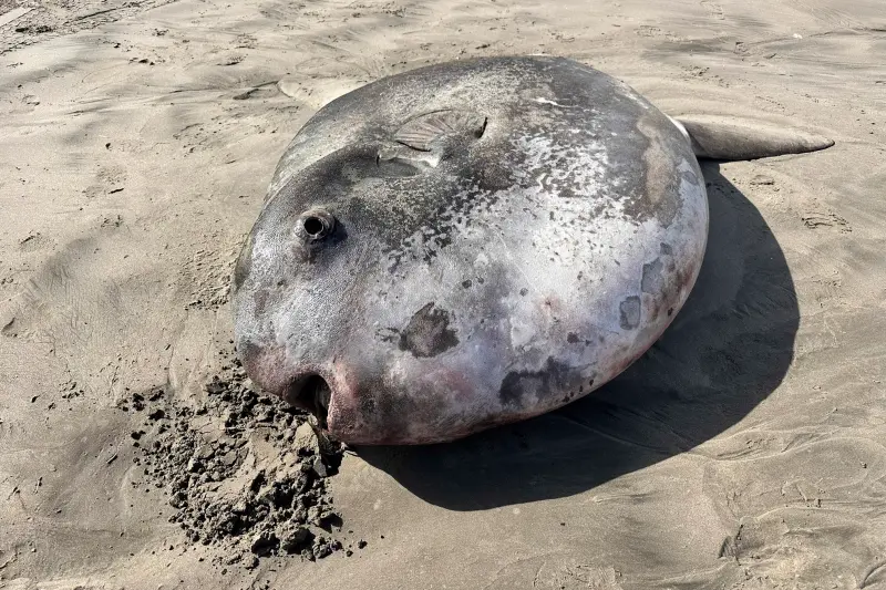 ▲美國奧勒岡州海灘出現一隻超稀有巨型「騙子翻車魚」（hoodwinker sunfish）。（圖／美聯社／達志影像）