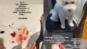 ▲陳若思向粉絲坦言自己被愛犬「乖乖」咬傷，並灰心表示自己需要1名犬隻訓練師協助。（圖／IG amberchann46）