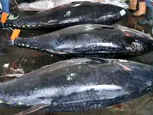 遵規範管控黑鮪資源！漁業署籲漁民12日零時起停止捕撈太平洋黑鮪
