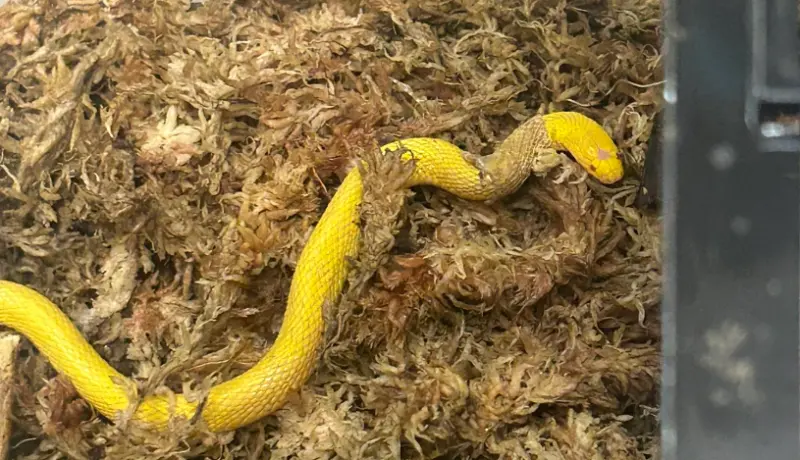 ▲這隻金黃色的黑脊蛇，能在野外生存長大需要許多奇蹟促成。（圖／翻攝X@kitaqhotarukan）